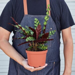 Calathea Rattlesnake
